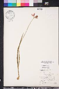 Calopogon tuberosus image