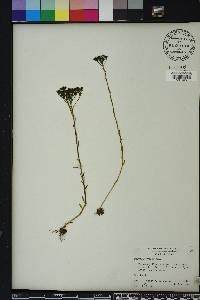 Polygala ramosa image