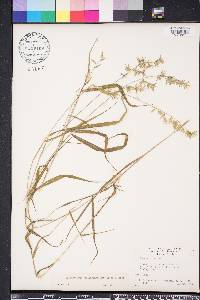 Chasmanthium ornithorhynchum image