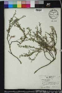 Image of Euploca torreyi