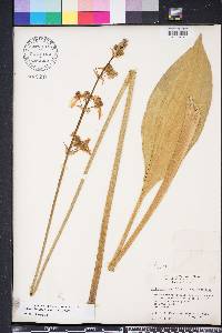 Sagittaria lancifolia image