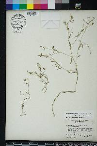 Campanula floridana image