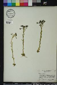 Polygala ramosa image