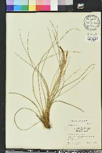 Tillandsia bartramii image