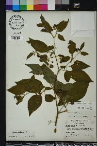 Solanum americanum image