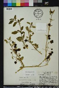 Solanum pseudogracile image