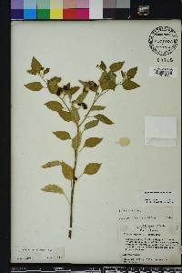 Solanum americanum image