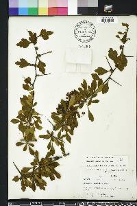 Crataegus spathulata image