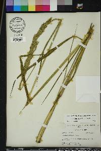 Paspalum urvillei image