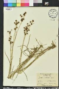 Juncus scirpoides image