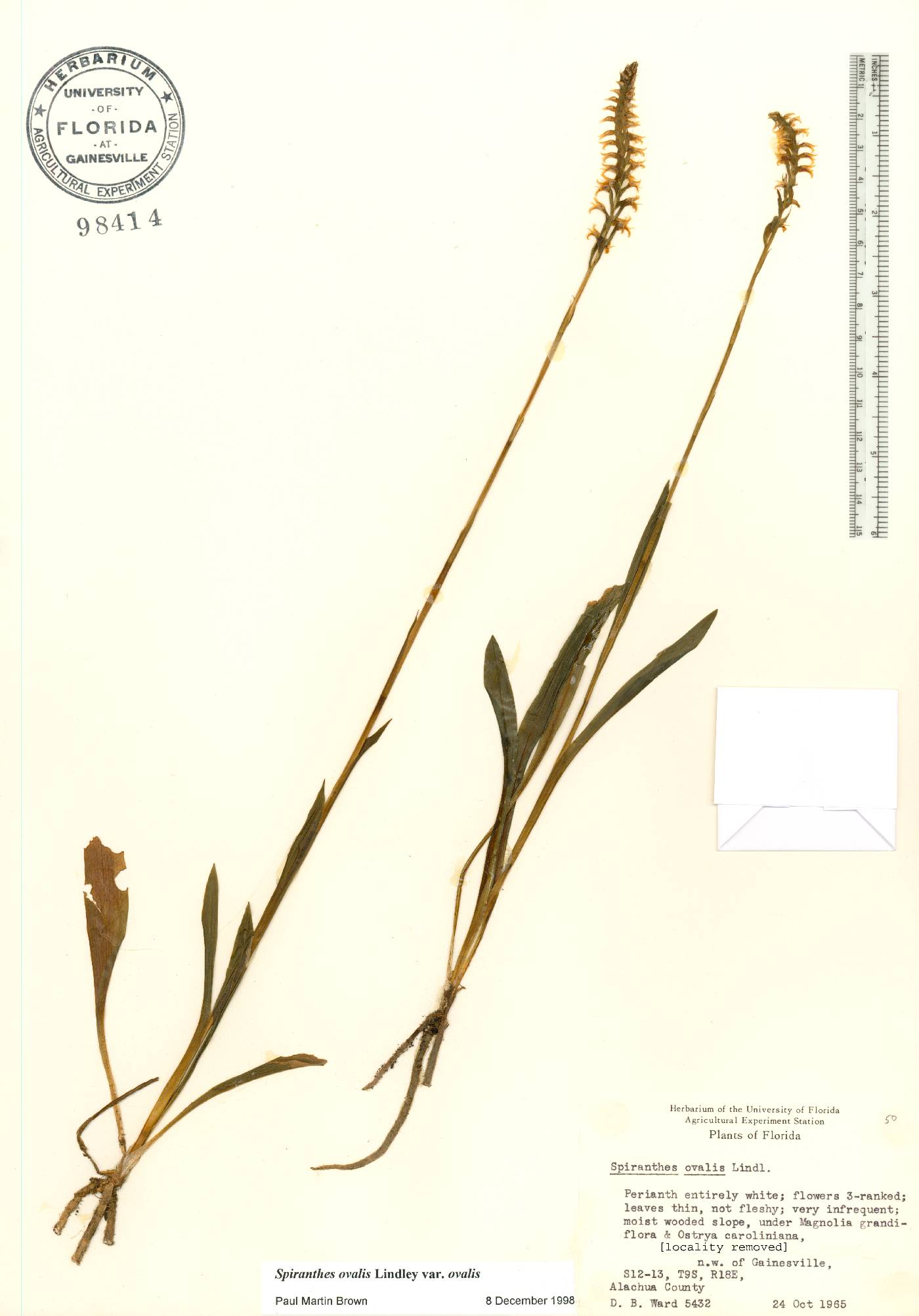 Spiranthes ovalis var. ovalis image