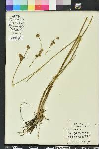 Juncus scirpoides image