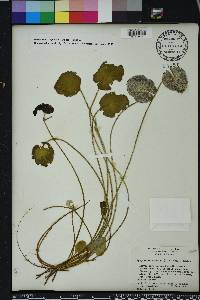 Nymphoides aquatica image