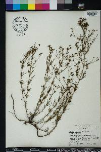 Stenaria nigricans image