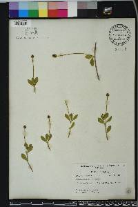 Phyla nodiflora image