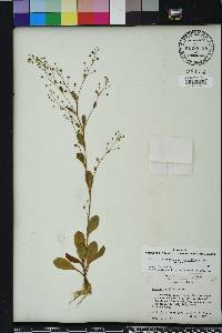 Samolus parviflorus image