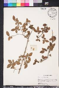 Ulmus crassifolia image