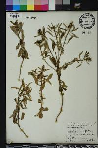 Croton argyranthemus image