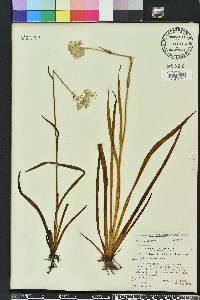 Lachnanthes caroliniana image