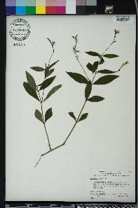 Justicia ovata var. ovata image