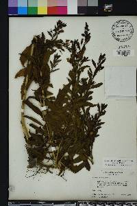 Capraria biflora image