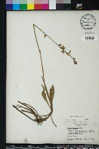 Lobelia paludosa image