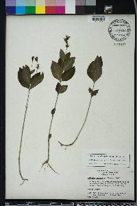 Justicia ovata var. ovata image