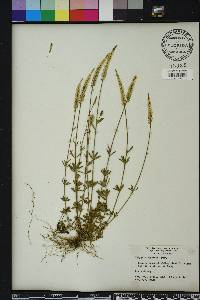 Polygala boykinii image