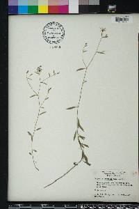 Campanula floridana image