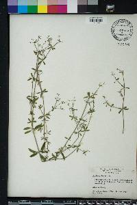 Galium pilosum image