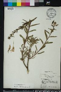 Oenothera grandiflora image