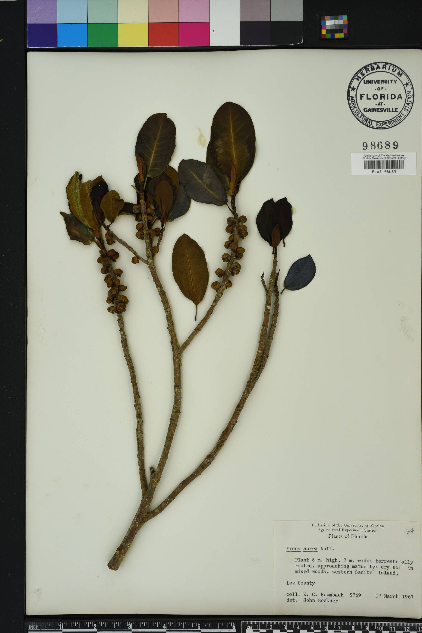 Ficus aurea image