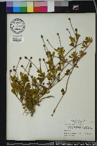 Phyla nodiflora image