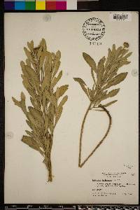 Borrichia frutescens image