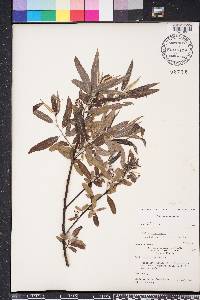 Salix caroliniana image