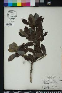 Conocarpus erectus image