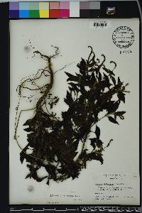 Heliotropium angiospermum image