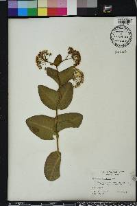 Asclepias humistrata image