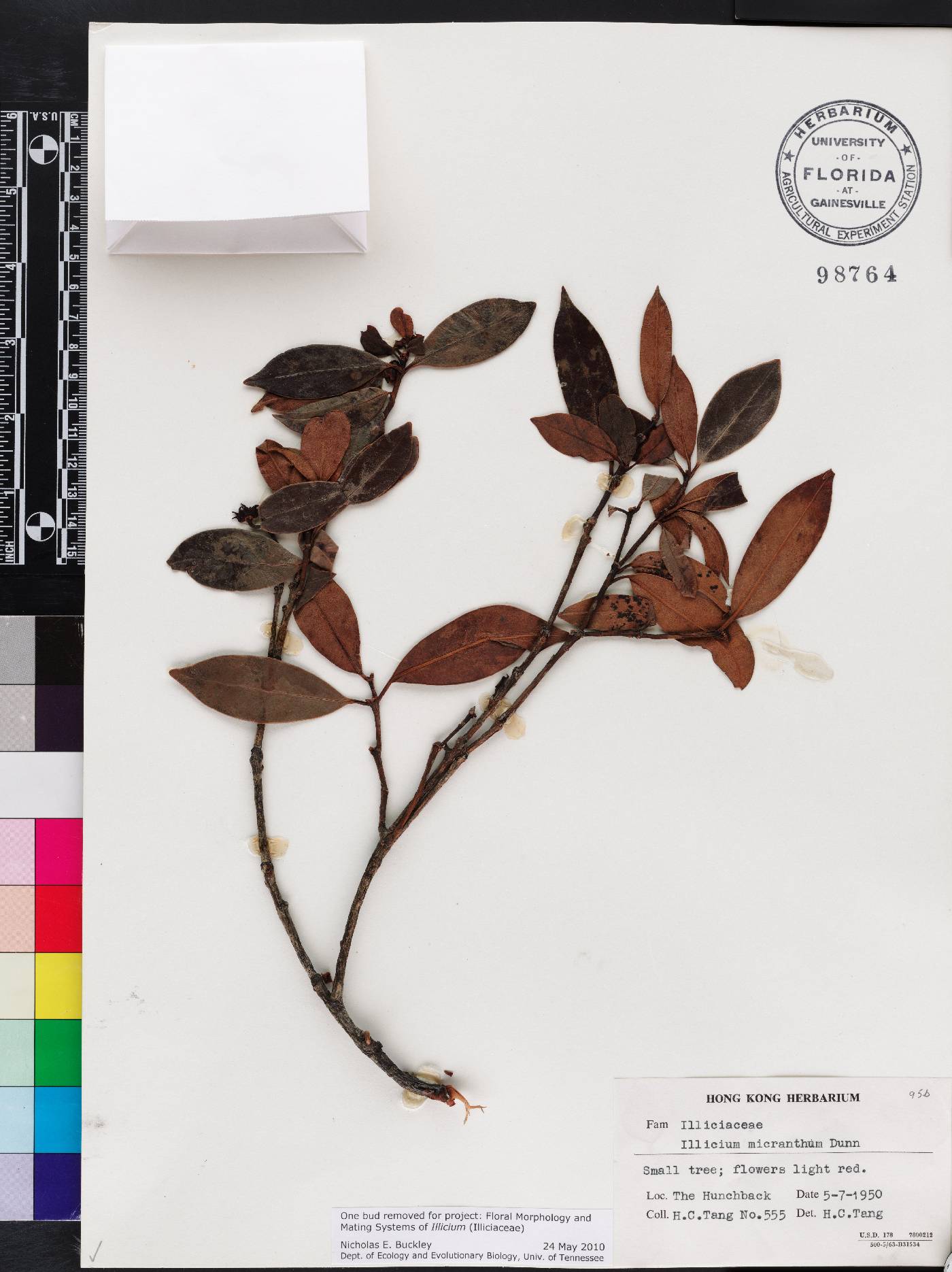 Illicium micranthum image