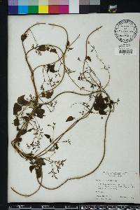 Valeriana scandens image