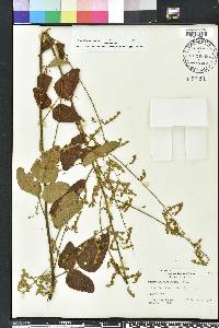 Desmodium floridanum image