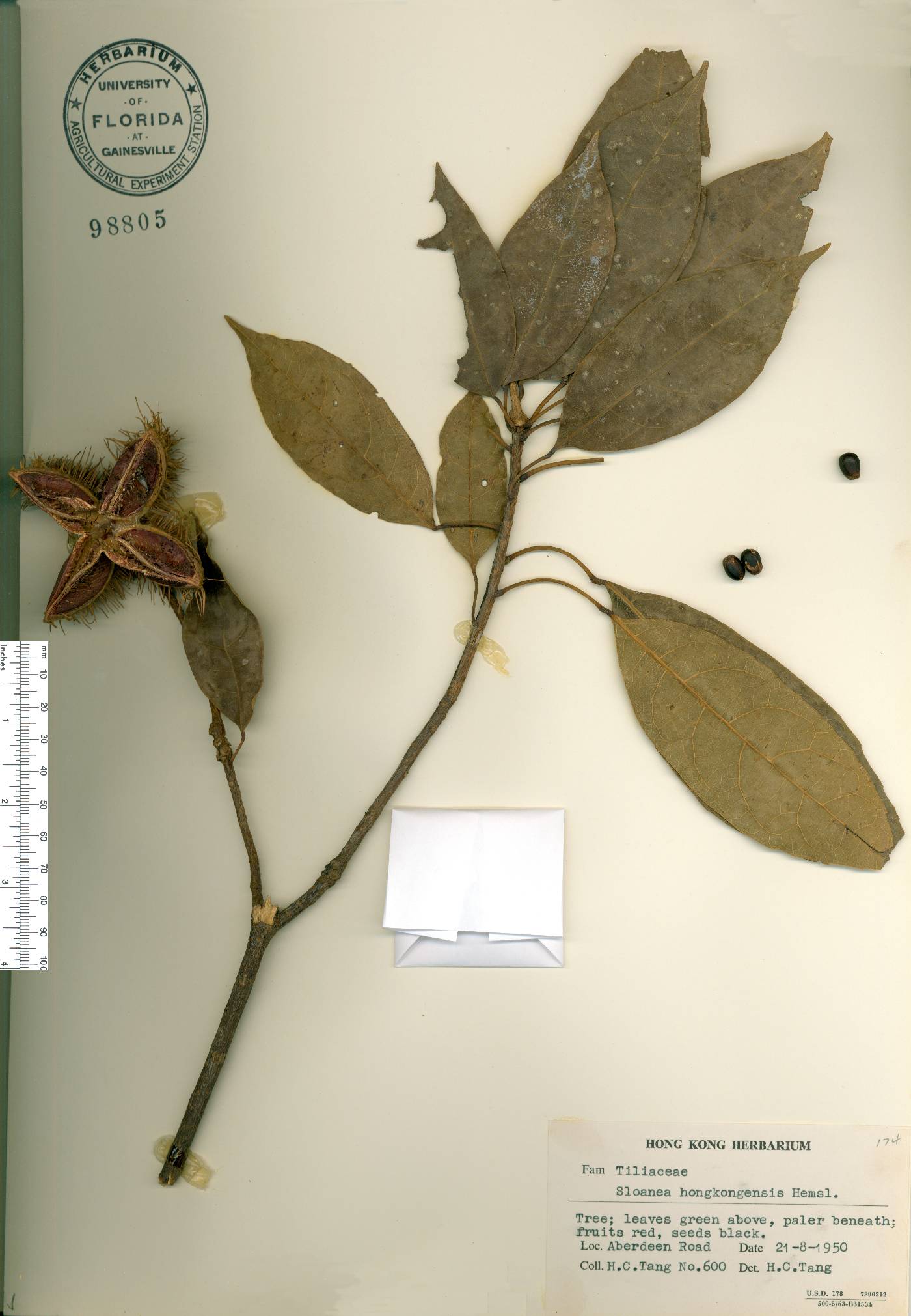 Sloanea sinensis image