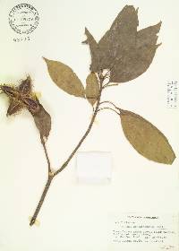 Sloanea sinensis image