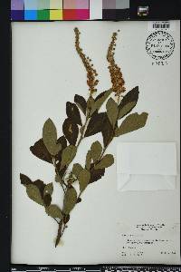 Clethra alnifolia image