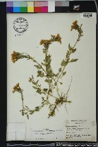 Glandularia canadensis image