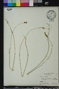 Polygala incarnata image