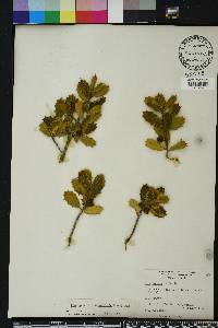 Ilex opaca var. arenicola image