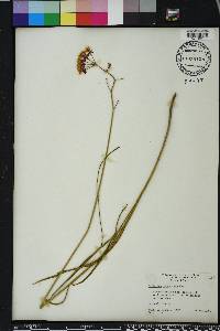 Asclepias lanceolata image
