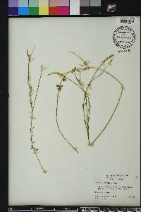 Polygala boykinii image