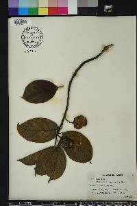 Image of Artocarpus hypargyreus